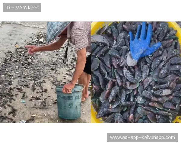 惠州赶海人台风后收获颇丰，赶海 惠州